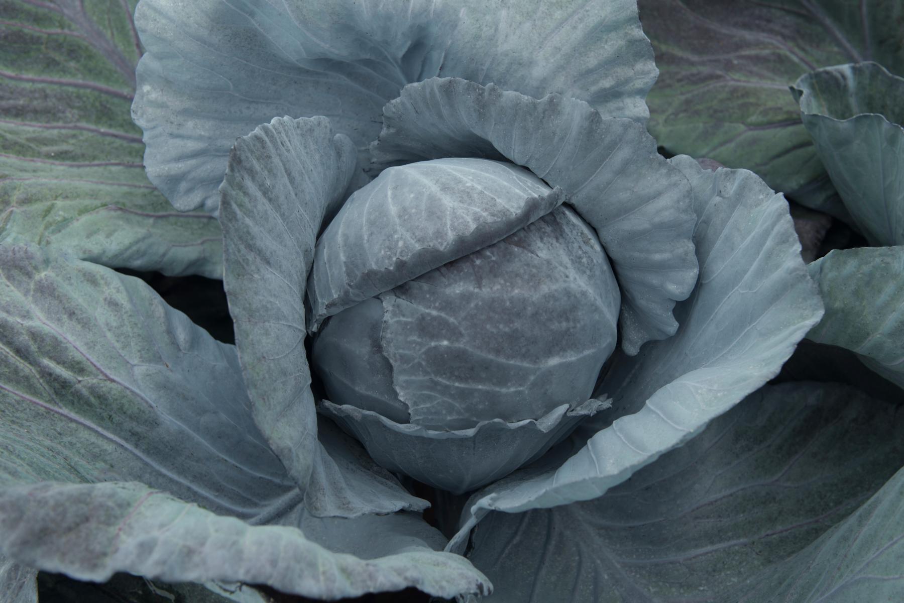 Profesionalno seme Seme kupusa Bandolero F1 - Katalog semena povrća SM AgroShop