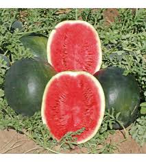 Seme Dark Star F1 - Ostalo | SM AgroShop