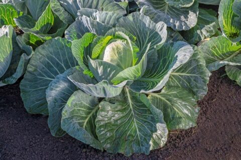 Profesionalno seme Seme kupusa Gepard F1 - Katalog semena povrća SM AgroShop