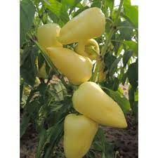 Profesionalno seme Seme paprike Sobri F1 - Katalog semena povrća SM AgroShop