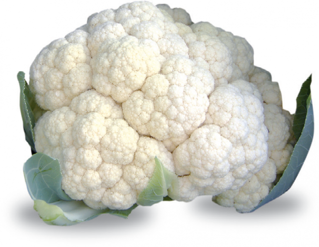 Prodaja Concept F1 - Cena semena Ostalo | SM AgroShop