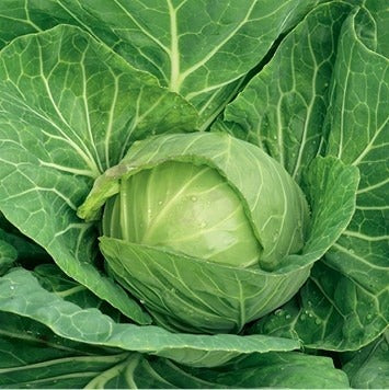 Profesionalno seme Seme kupusa Escazu F1 - Katalog semena povrća SM AgroShop