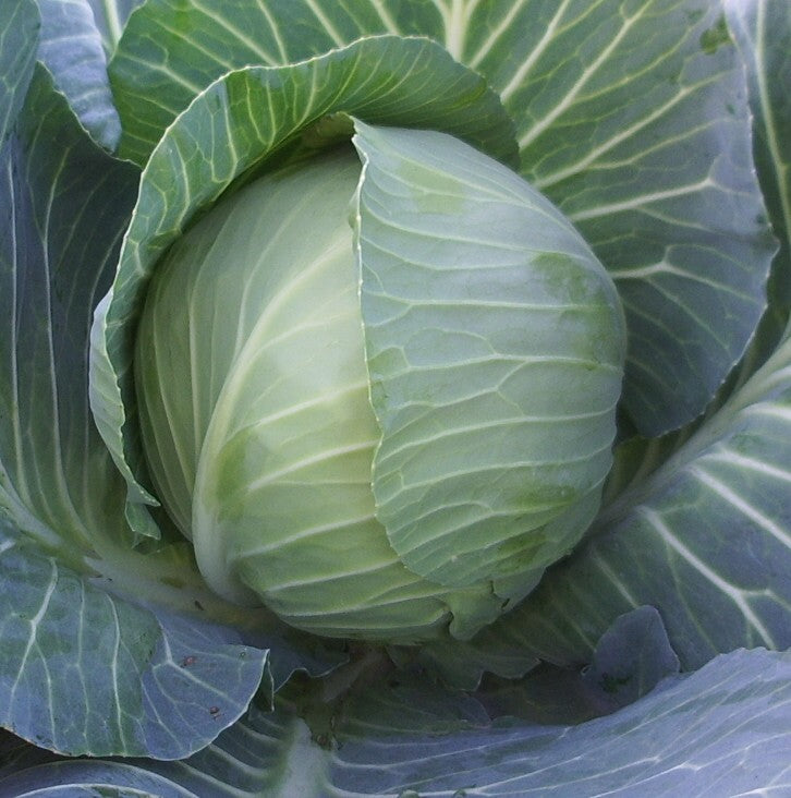 Seme Green pearl F1 - Ostalo | SM AgroShop