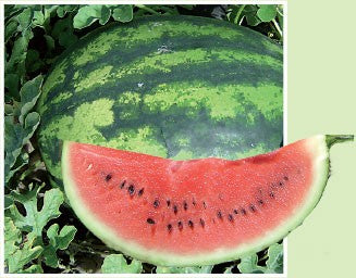 Seme Viking F1 - Ostalo | SM AgroShop