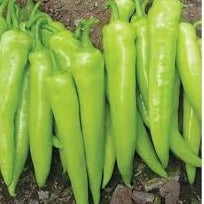 Seme Lidya F1 - Ostalo | SM AgroShop