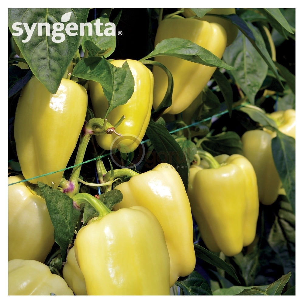 Seme Barbie F1 - Ostalo | SM AgroShop