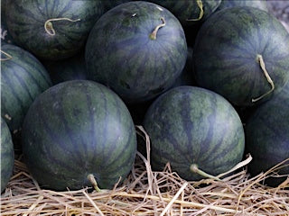 Seme Sweet baby F1 - Ostalo | SM AgroShop