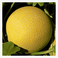 Seme Citirex F1 - Ostalo | SM AgroShop