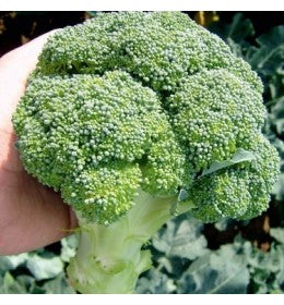 Seme Aquiles F1 - Ostalo | SM AgroShop