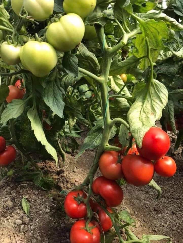 Seme Malkonet F1 - Ostalo | SM AgroShop