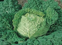 Seme Preludium F1 - stari Premius F1 - Ostalo | SM AgroShop