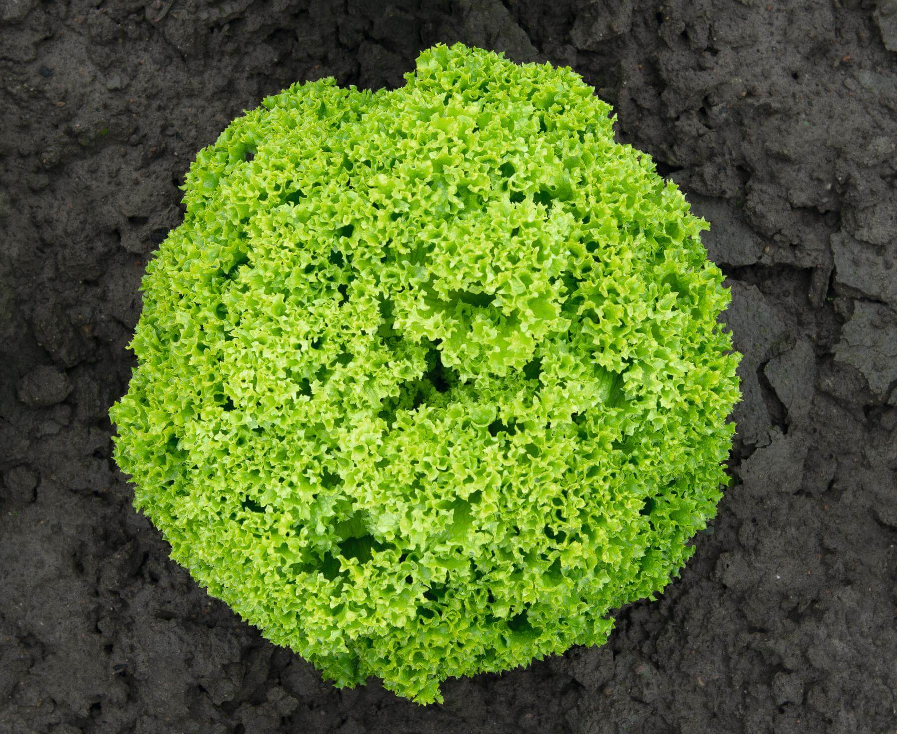 Profesionalno seme Seme salate Biondonna (cele godine) - Katalog semena povrća SM AgroShop