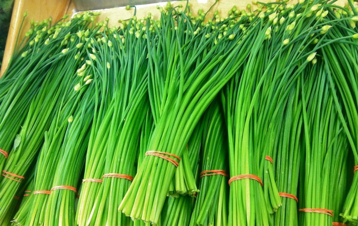 Profesionalno seme Seme luka Vlašac Bohemija 100g - Katalog semena povrća SM AgroShop