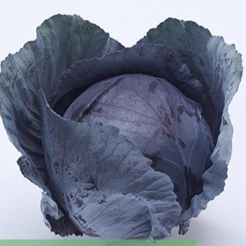 Profesionalno seme Seme kupusa Red Pearl F1 - Katalog semena povrća SM AgroShop