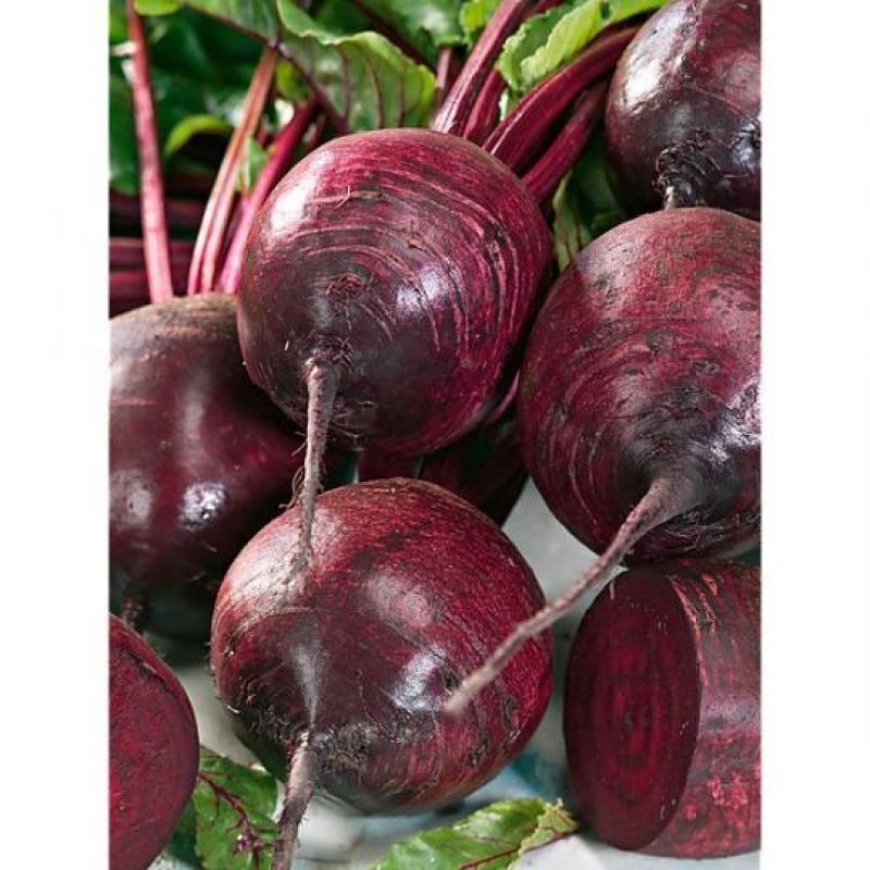 Seme Cardeal F1 - Ostalo | SM AgroShop