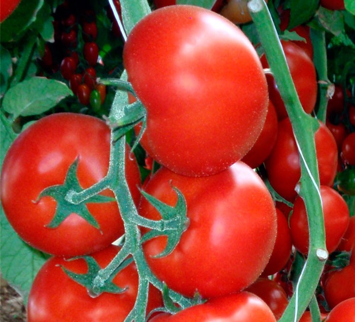 Seme Jalila F1 - Ostalo | SM AgroShop