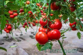 Seme Badalona F1 - Ostalo | SM AgroShop