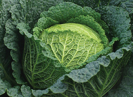 Seme Baikal F1 - Ostalo | SM AgroShop