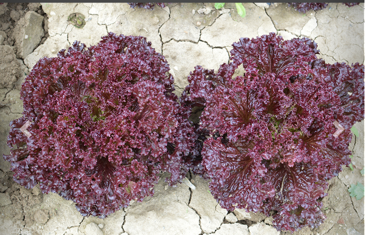 Profesionalno seme Seme salate Bacchus (proleće, jesen) - Katalog semena povrća SM AgroShop