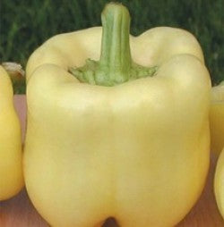 Profesionalno seme Seme paprike Belladonna F1 - Katalog semena povrća SM AgroShop