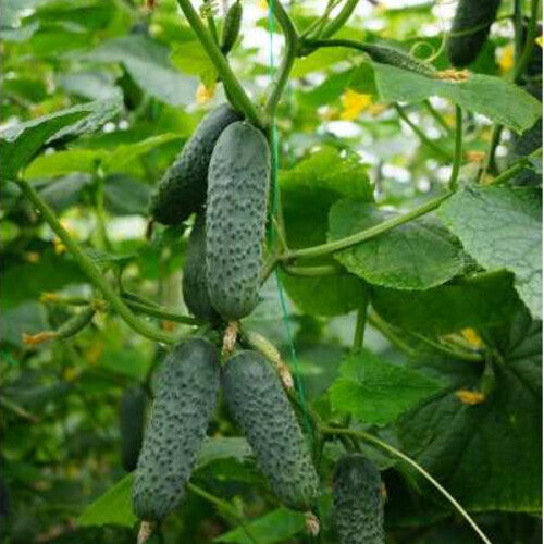 Seme SV 4097 CV F1 - Ostalo | SM AgroShop