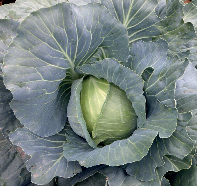 Profesionalno seme Seme kupusa Monroo F1 - Katalog semena povrća SM AgroShop