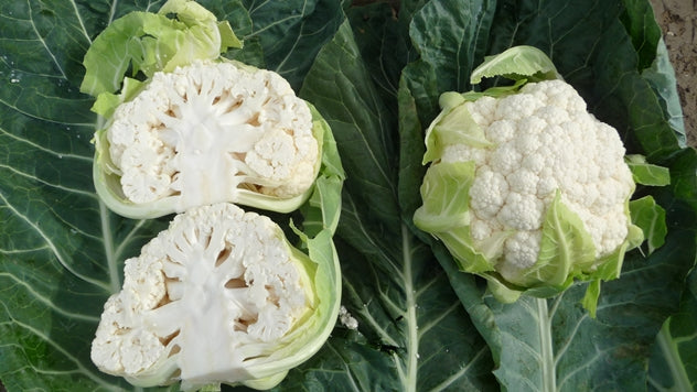 Profesionalno seme Seme karfiola Seoul F1 - Katalog semena povrća SM AgroShop