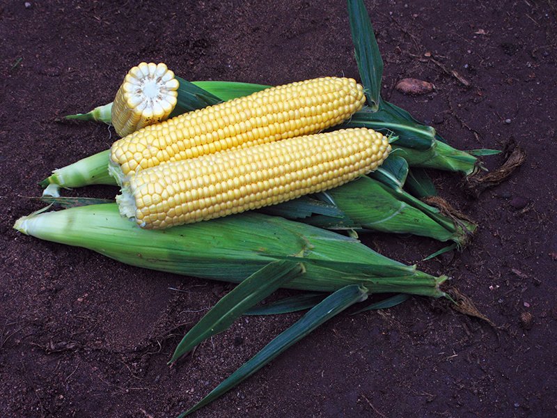 Seme Sunrise F1 - Ostalo | SM AgroShop