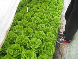 Profesionalno seme Seme salate Genesis (zima) - Katalog semena povrća SM AgroShop