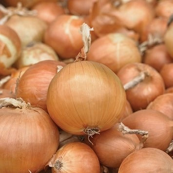 Seme Bosko F1 - Ostalo | SM AgroShop