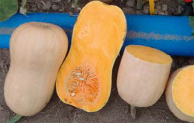 Seme Atlas F1 - Ostalo | SM AgroShop