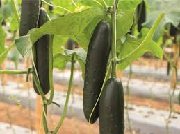 Seme Braga F1 - Ostalo | SM AgroShop