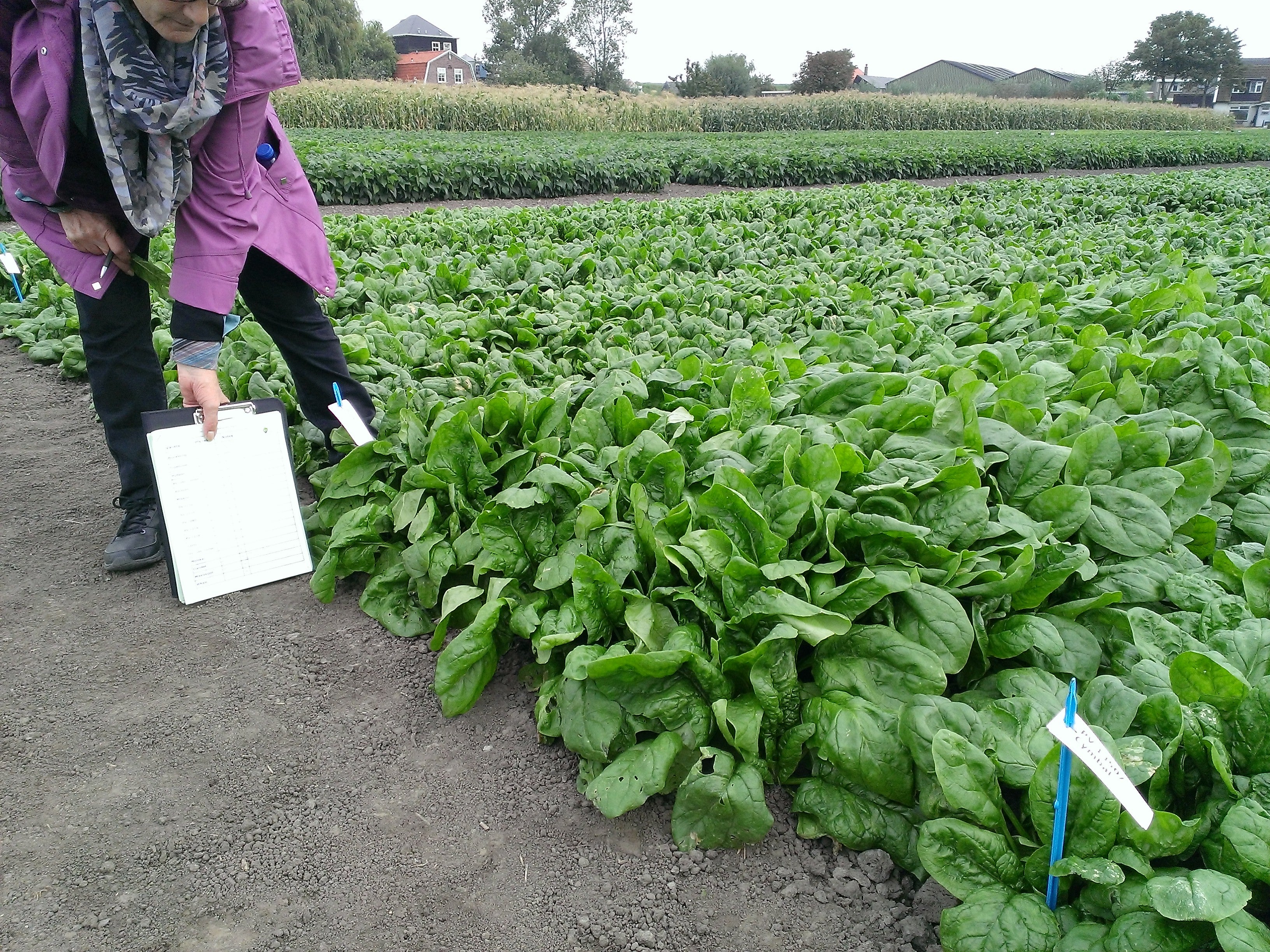 Seme Sonoma F1 (jesen, zima, rano proleće) - Ostalo | SM AgroShop