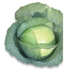 Profesionalno seme Seme kupusa Marloo F1 - Katalog semena povrća SM AgroShop