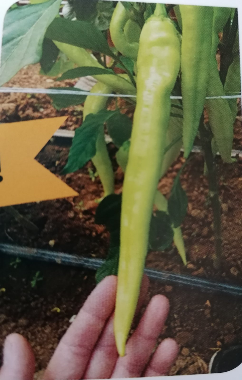 Profesionalno seme Seme paprike Neymar F1 - Katalog semena povrća SM AgroShop