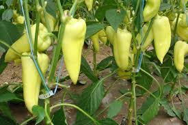 Seme Nemezis F1 EZ - Ostalo | SM AgroShop