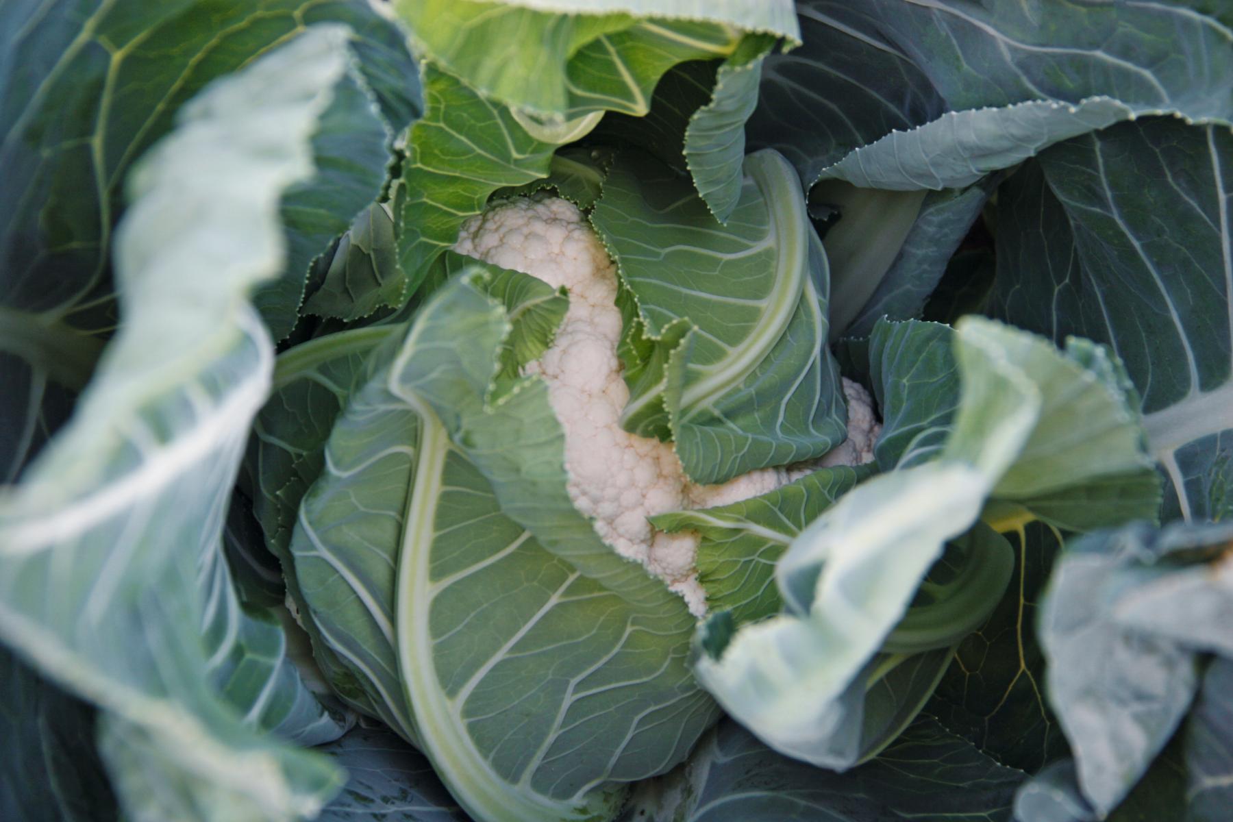 Seme Alcala F1 - Ostalo | SM AgroShop