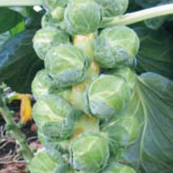 Seme Brilliant F1 - Ostalo | SM AgroShop