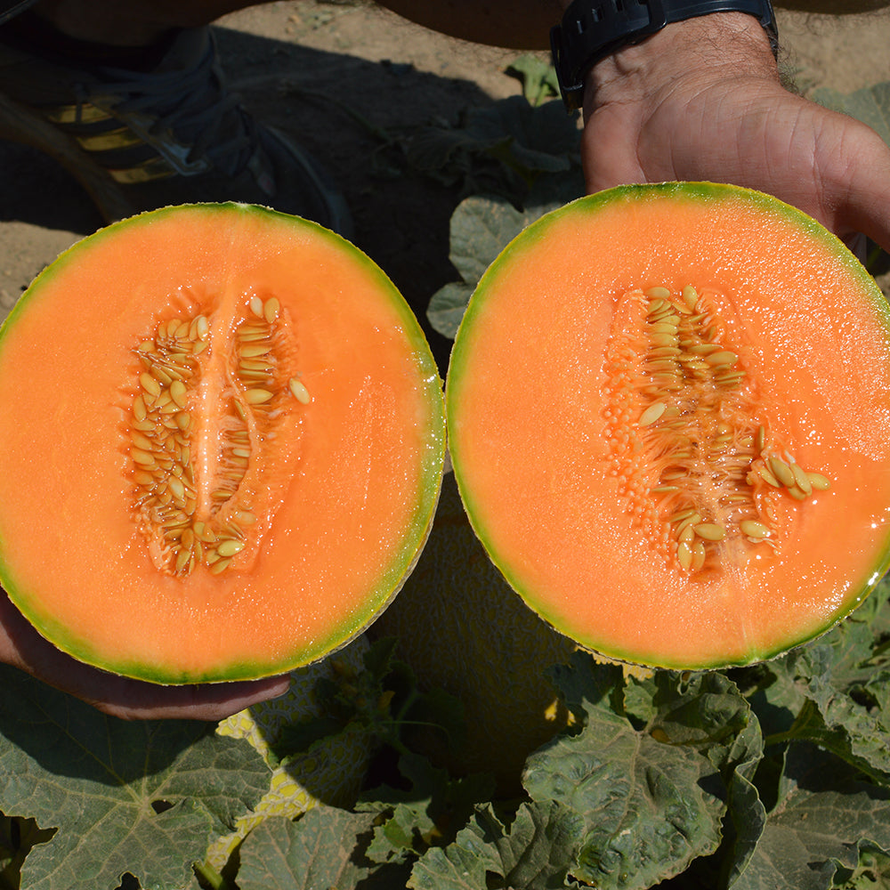 Seme Portogalia F1 - Ostalo | SM AgroShop