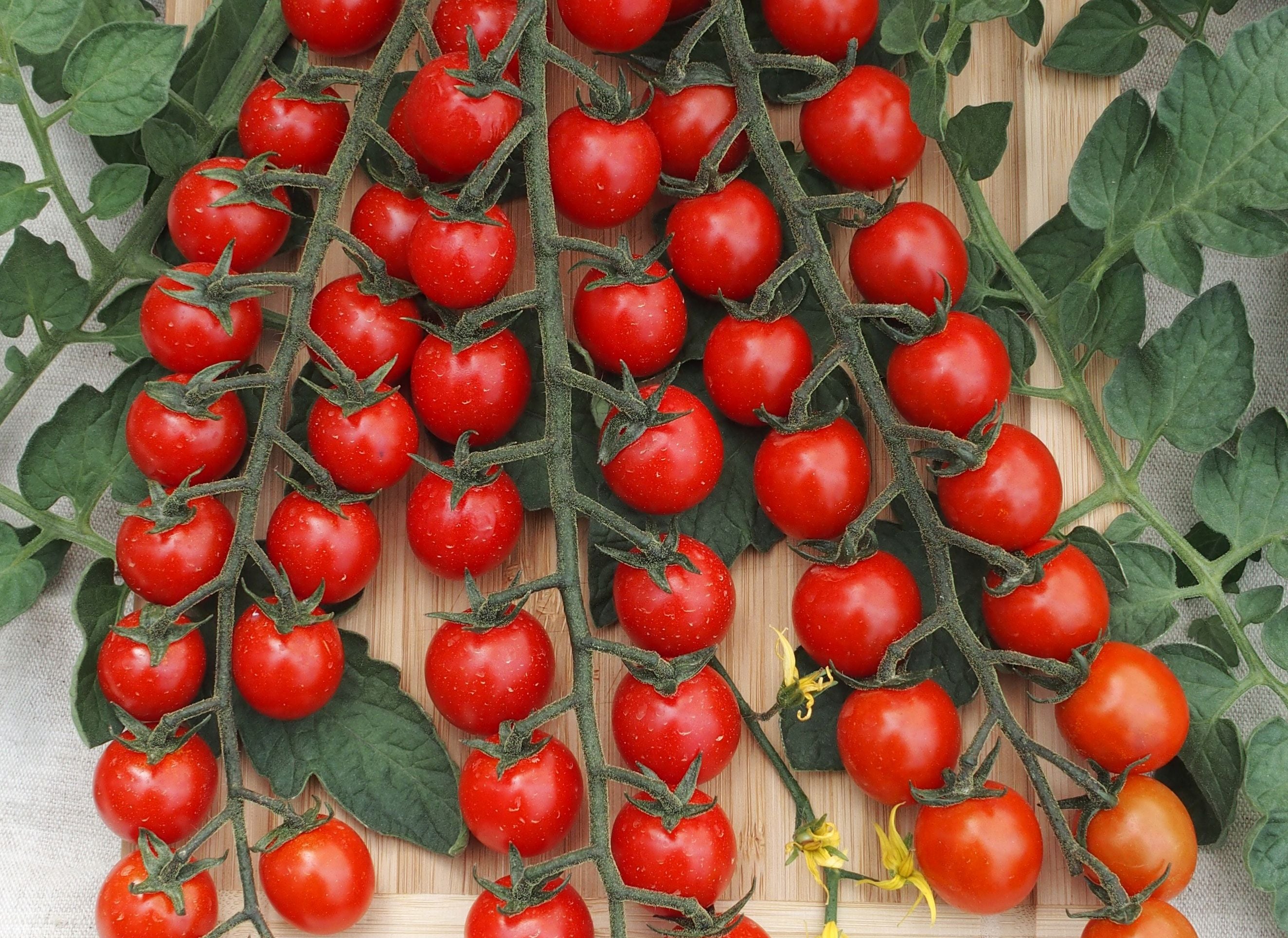 Seme Curranto F1 - Ostalo | SM AgroShop