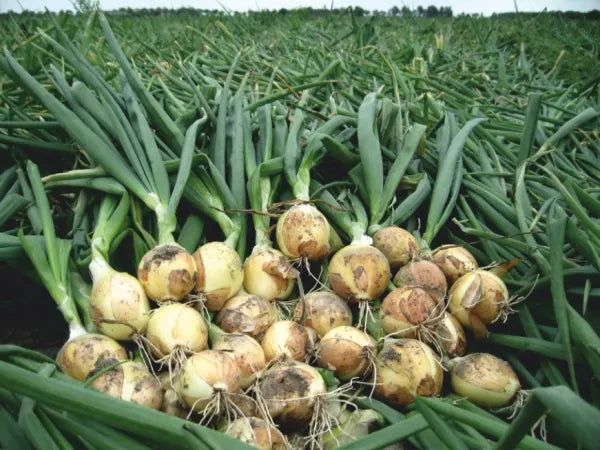 Seme Sibir F1 - Ostalo | SM AgroShop