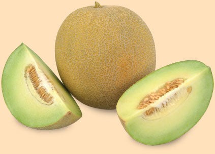 Profesionalno seme Seme dinje Excelor F1 - Katalog semena povrća SM AgroShop