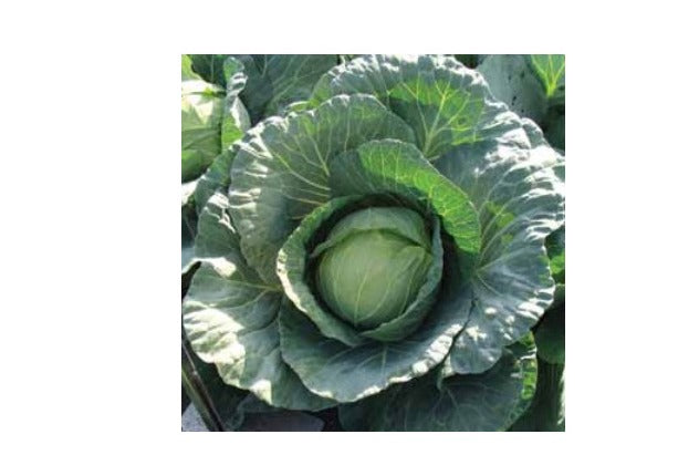 Seme Pruktor cemes F1 - Ostalo | SM AgroShop