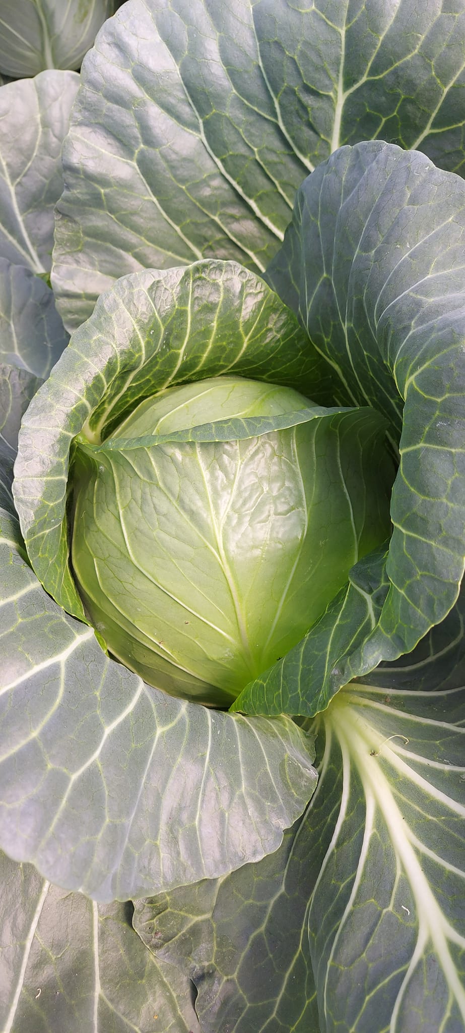 Seme Home run F1 - Ostalo | SM AgroShop