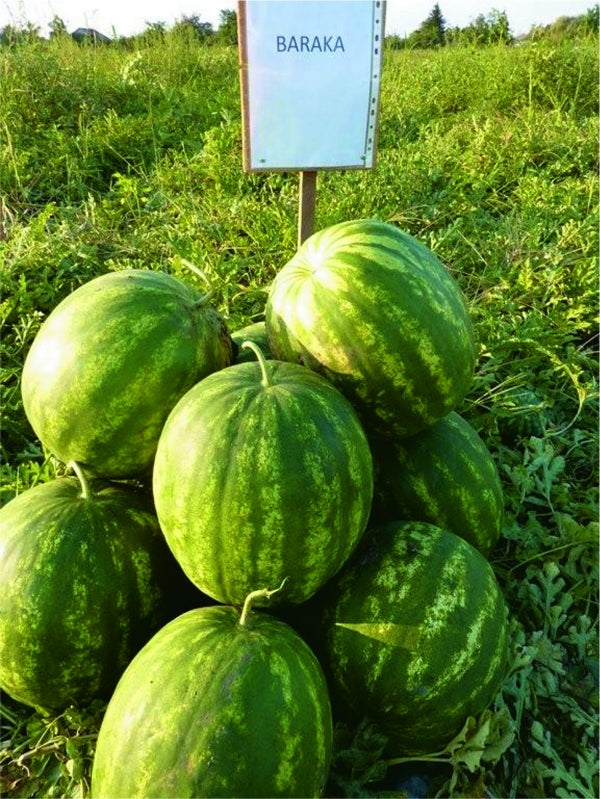 Seme Baraka F1 - Ostalo | SM AgroShop