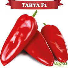 Seme Yahya F1 - Ostalo | SM AgroShop