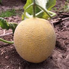 Seme Galina F1 - Ostalo | SM AgroShop