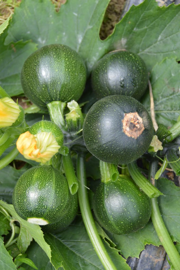 Profesionalno seme Seme tikvice Satelite F1 - Katalog semena povrća SM AgroShop