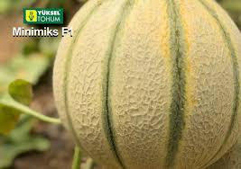 Seme Minimiks F1 - Ostalo | SM AgroShop