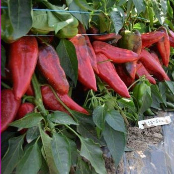 Profesionalno seme Seme paprike Dinamica F1 - Katalog semena povrća SM AgroShop